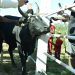 FILIÈRE BOVINE – L’opération de bouclage électronique pour l’identification et la traçabilité des bovidés élargie au-delà des quatre régions pilotes avec 100.000 paires de boucles électroniques déjà disponibles