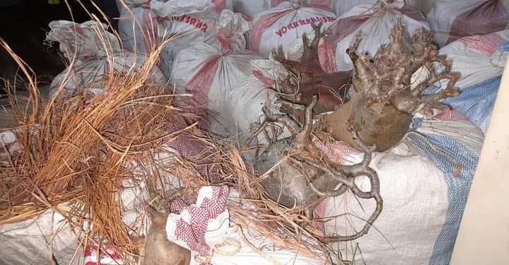 TRAFIC DE RESSOURCES NATURELLES – Un véhicule transportant 20 sacs de baobab nain intercepté à Ihosy