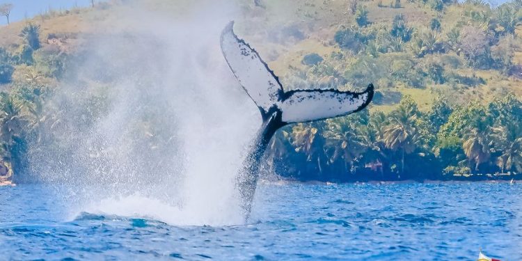 LIAISON AÉRIENNE – Deux vols hebdomadaires relieront Sainte-Marie à La Réunion à partir du 17 Septembre.