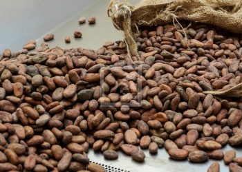 PRODUIT DE RENTE – Près de 15.000 tonnes de cacao exportés par Madagascar en 2021 pour une valeur d’exportation de 24,5 millions de dollars, selon le ministère en charge du Commerce