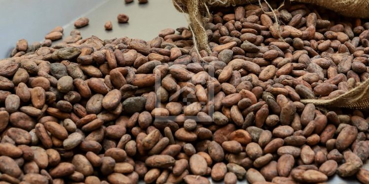 PRODUIT DE RENTE – Près de 15.000 tonnes de cacao exportés par Madagascar en 2021 pour une valeur d’exportation de 24,5 millions de dollars, selon le ministère en charge du Commerce