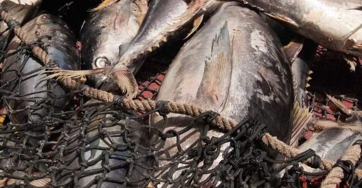 RESSOURCES HALIEUTIQUES – Un droit d&rsquo;accès de 220 euros par tonne de thon capturé dans les eaux malgaches par les bateaux européens, le Conseil des ministres donne son feu vert à la signature du onzième accord de pêche avec l&rsquo;Union européenne