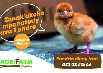 Eh! Fandrio dieny zao ny zanak&rsquo;akoho iray andro MAH&rsquo;ATODY-souche Hyline- ilay nahafapo antsika mpiompy akoho mpanatody lava hatrizay 😉 Antsoy ary ny +261320347646 #agrifarm #mahafapo_tokoa #mahatody