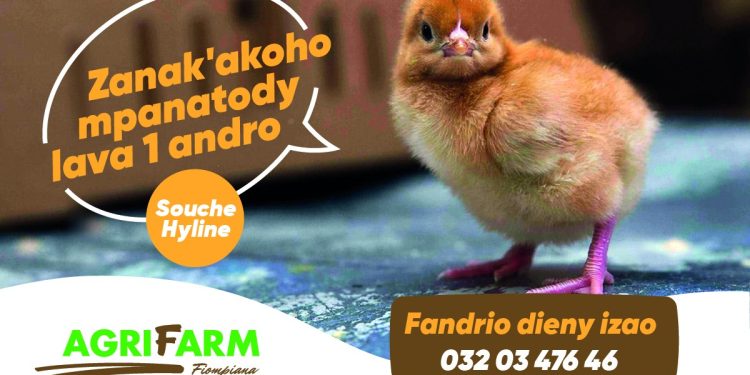 Eh! Fandrio dieny zao ny zanak&rsquo;akoho iray andro MAH&rsquo;ATODY-souche Hyline- ilay nahafapo antsika mpiompy akoho mpanatody lava hatrizay 😉 Antsoy ary ny +261320347646 #agrifarm #mahafapo_tokoa #mahatody