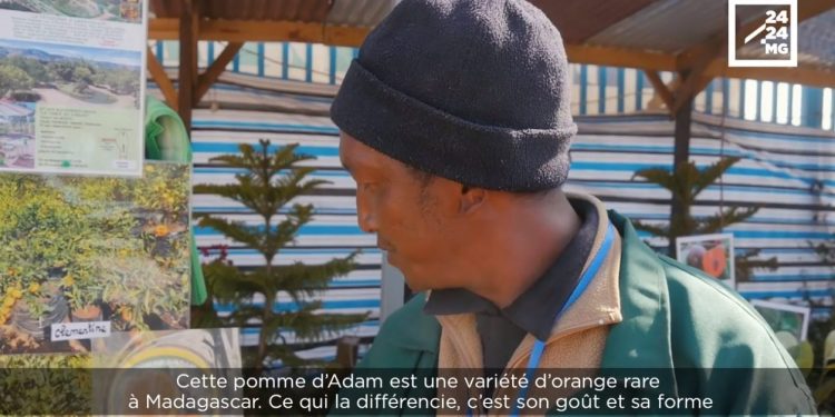 PEPINIERE – Des arbres fruitiers atypiques pour votre consommation personnelle et pour embellir votre jardin