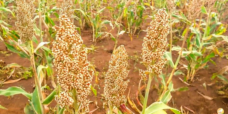 AGRICULTURE – Le sorgho intègre les calendriers culturaux de la campagne agricole 2022-2023