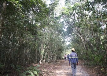BIODIVERSITÉ – Les habitants de Tolagnaro au chevet des lémuriens et participent à un projet de restauration de leur habitat naturel