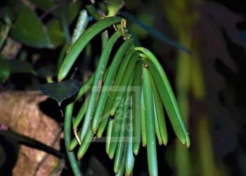 CONSOMMATION – Les produits issus de l’agriculture biologique à Madagascar destinés majoritairement à l’exportation et timidement proposés sur le marché local malgache, selon la FAO