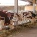 ELEVAGE – Les 1.000 vaches laitières commandées par Madagascar déjà réservées avant même leur arrivée, une commande d’un millier de têtes supplémentaires en cours, selon le vice-ministre de l’Elevage