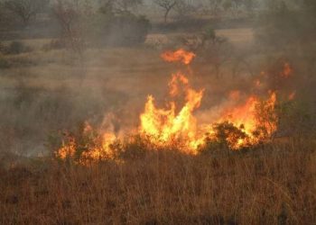ENVIRONNEMENT – 80 ha du Parc National de Zombitse-Vohibasia dévorés par les flammes selon Madagascar National Park, un autre départ de feu constaté dans la forêt d’Ambalabe
