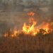 ENVIRONNEMENT – 80 ha du Parc National de Zombitse-Vohibasia dévorés par les flammes selon Madagascar National Park, un autre départ de feu constaté dans la forêt d’Ambalabe