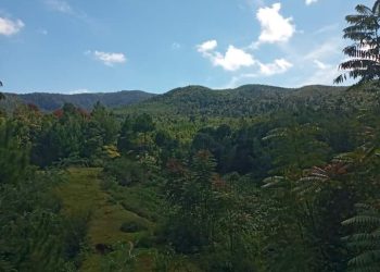 INCENDIE – La réserve naturelle d’Ankaratra également en feu, selon le ministère de l&rsquo;Environnement et du développement durable