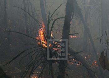 JUSTICE – Contrôle judiciaire pour un individu inculpé de participation à l’incendie de la réserve d’Ambohitantely, liberté provisoire pour deux personnes inculpées de négligence