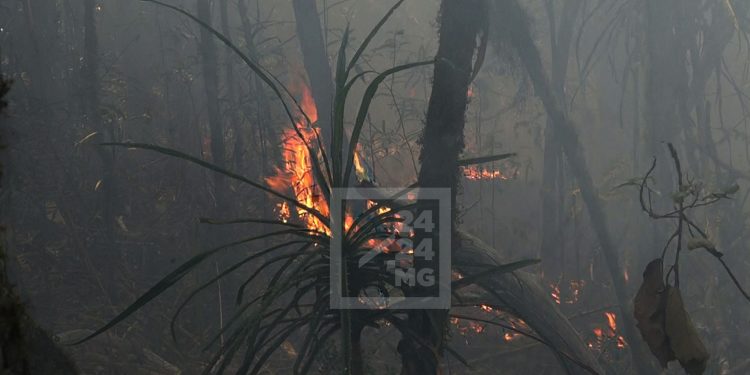 JUSTICE – Contrôle judiciaire pour un individu inculpé de participation à l’incendie de la réserve d’Ambohitantely, liberté provisoire pour deux personnes inculpées de négligence