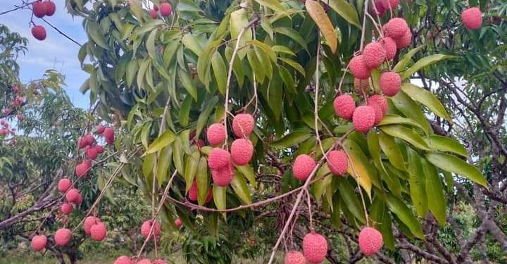 COMMERCE – Le marché en gros de litchi installé à Ambohimangakely, Alasora et Mahitsy