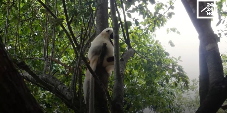 ENVIRONNEMENT – Le rapport « Planète vivante 2022 » du WWF déplore que la biodiversité de Madagascar continue de décliner