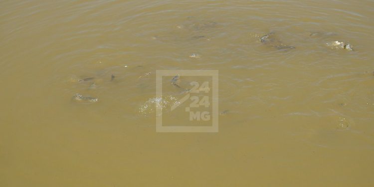 PECHE – L’Alaotra ne produit plus que 900 tonnes de poisson contre 2.400 tonnes auparavant, selon la direction régionale de la pêche de l’Alaotra-Mangoro