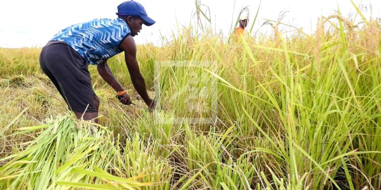 RIZICULTURE – L’Etat estime à 1,423 milliard de dollars de coût de la remise en état des périmètres irrigués de la Grande île, dont 1,216 milliard de dollars encore à rechercher d’après le Plan émergence de Madagascar