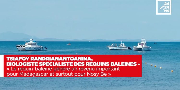 TSIAFOY RANDRIANANTOANINA, BIOLOGISTE SPECIALISTE DES REQUINS BALEINES – « Le requin-baleine génère un revenu important pour Madagascar et surtout pour Nosy Be »