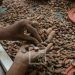 PRODUIT DE RENTE – Près de 15 000 tonnes de cacao exportés par Madagascar en 2021, générant plus de 24 millions de dollars de recettes