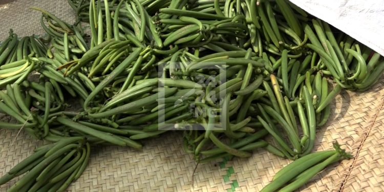 PRODUIT DE RENTE – Une demande mondiale de 5 500 tonnes de vanille pour une offre moyenne d’un peu plus de 2 000 tonnes par an pour Madagascar, selon le ministère du Commerce
