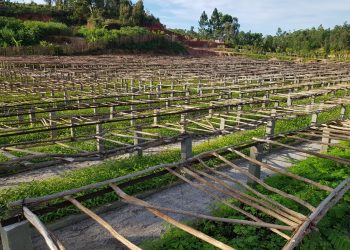 REBOISEMENT – Le ministère de l’Environnement installe cinq nouvelles pépinières géantes produisant jusqu’à un million de jeunes plants par an