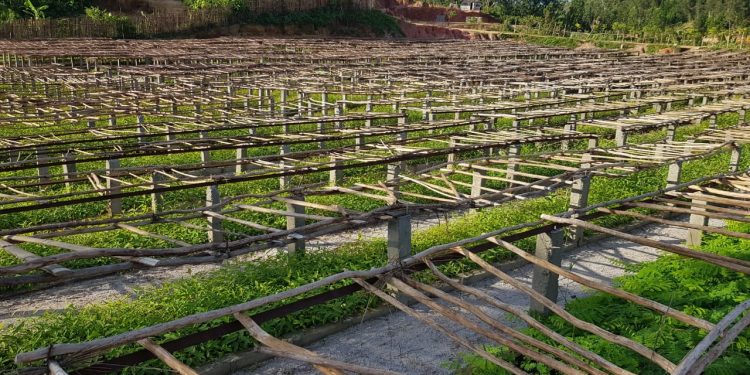 REBOISEMENT – Le ministère de l’Environnement installe cinq nouvelles pépinières géantes produisant jusqu’à un million de jeunes plants par an