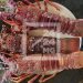 La pêche et la vente de langouste prohibées pendant trois mois dans cinq régions