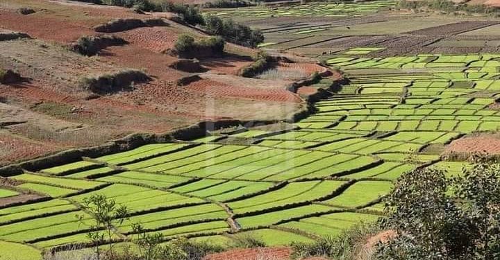 AGRICULTURE – La stratégie nationale de développement rizicole 3.0 validée par les acteurs de la filière riz