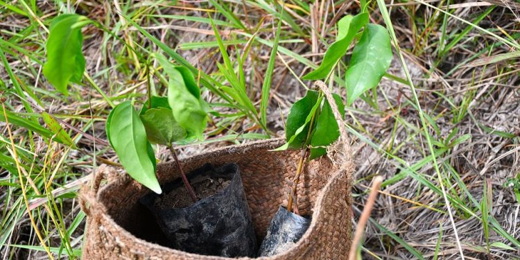 ENVIRONNEMENT – Le WWF regrette que Madagascar brûle plus d&rsquo;arbres qu&rsquo;il n&rsquo;en plante