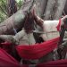 DÉCOUVERTE – L’arbre sacré de Nosy Be ou l’arbre des vœux