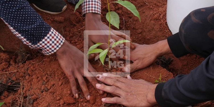 ENVIRONNEMENT – 100 ha de terrain à reboiser durant l&rsquo;ouverture de campagne de reboisement le 19 Janvier
