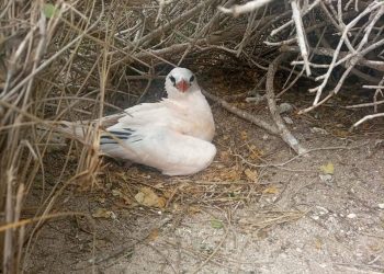 ESPECES PROTEGEES – Neuf personnes interpellées après la découverte des cadavres de pailles en queue à Nosy Ve