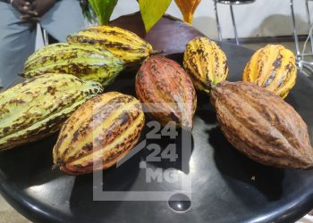 FILIERE DE RENTE – La production de cacao de Madagascar sur une courbe ascendante passant de 9 000 tonnes en 2016 à plus de 15 000 tonnes, la Grande île contribue à 36,87% sur l’exportation mondiale de cacao fin