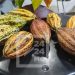 FILIERE DE RENTE – La production de cacao de Madagascar sur une courbe ascendante passant de 9 000 tonnes en 2016 à plus de 15 000 tonnes, la Grande île contribue à 36,87% sur l’exportation mondiale de cacao fin