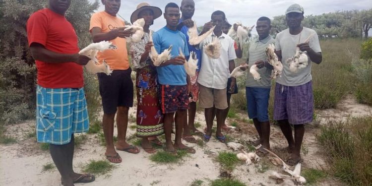 Toliara – Des dizaines de cadavres de pailles en queue retrouvés sur l&rsquo;île de Nosy Ve