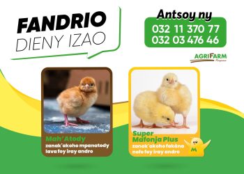 Fandrio dieny izao ny zanak&rsquo;akoho foy iray andro an&rsquo;ny AGRIFARM, na ho an&rsquo;ny zanak&rsquo;akoho mpanatody lava MAH&rsquo;ATODY na zanak&rsquo;akoho fakàna nofo SUPER MAFONJA PLUS. Aza misalasala miantso mivantana ny 📞 032 03 476 46