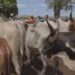 ELEVAGE – Relance de la campagne d’implantation de puces électroniques sur les bovidés dans 17 districts de Madagascar cette année