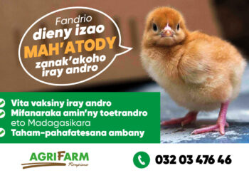 Ny zanak&rsquo;akoho manatody iray andro Mah&rsquo;Atody vokarin&rsquo;ny AGRIFARM dia azonao fandrihana mivantana any amin&rsquo;ny 032 03 476 46.