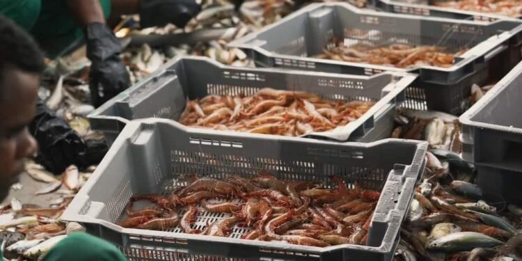 PECHE – La filière crevettière multiplie par six sa contribution dans les caisses de l’Etat, avec 13,081 milliards de redevances pour les 3 332 tonnes exportées en 2022