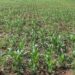 AGRICULTURE – 266 700 tonnes de maïs produits par Madagascar en 2022, un doublement espéré de la production en 2027