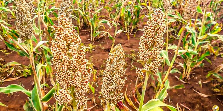 SECURITE ALIMENTAIRE – Du maïs et du sorgho produits dans la région Itasy pour approvisionner la banque alimentaire de la région Androy