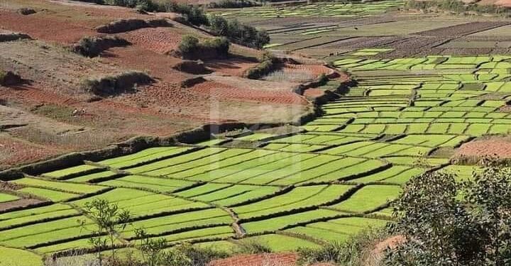 AGRICULTURE – Plus de 70% des terrains certifiés bio localisés dans les régions Atsinanana et Alaotra Mangoro