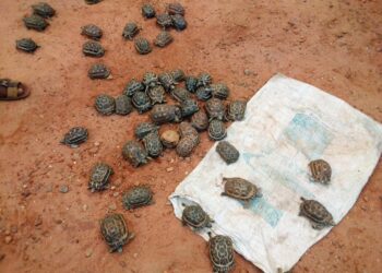 TRAFIC – Trois individus arrêtés à Mangily Toliara pour trafic illicite de tortue araignée
