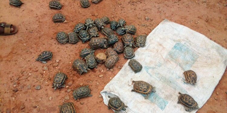 TRAFIC – Trois individus arrêtés à Mangily Toliara pour trafic illicite de tortue araignée