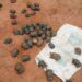 TRAFIC – Trois individus arrêtés à Mangily Toliara pour trafic illicite de tortue araignée
