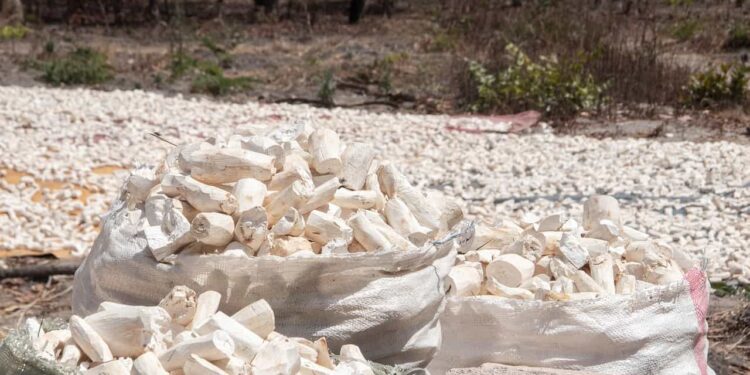 AGRICULTURE – Plus de trois millions de tonnes de manioc produits en 2022