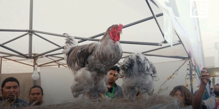 ELEVAGE DOMESTIQUE – Les animaux exotiques d’ornement de chez “La ferme de la Jungle”…