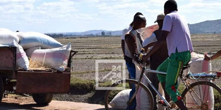 AGRICULTURE – 15% de la production rizicole perdues après les récoltes