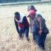 Alaotra Mangoro : Des appuis aux paysans de la région victimes des grêles tombées jeudi dernier sur leurs rizières